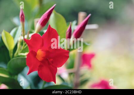 Blühende rote Mandevilla rose Dipladenia im Sommer Garten. Tropische und subtropische blühenden Reben Familie Apocynaceae mit Common Name rocktrumpet Stockfoto