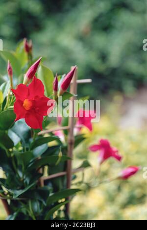 Blühende rote Mandevilla rose Dipladenia im Sommer Garten. Tropische und subtropische blühenden Reben Familie Apocynaceae mit Common Name rocktrumpet Stockfoto