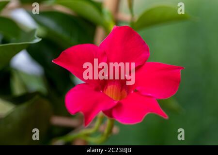 Blühende rote Mandevilla rose Dipladenia im Sommer Garten. Tropische und subtropische blühenden Reben Familie Apocynaceae mit Common Name rocktrumpet Stockfoto