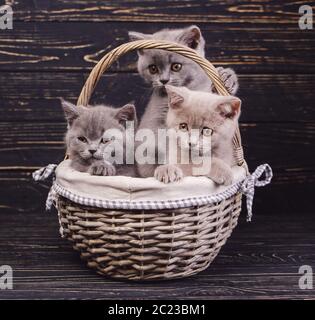 Scottish Straight Kätzchen. Zwei graue Katzen und ein Kaffee Katze im Korb. Drei Katzen im Korb. Die Katzen gesetzt die Pfoten auf den Korb. Katzen mit de Stockfoto