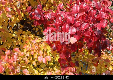 Atemberaubende, lebendige Herbstblätter zeigen ihre wechselnden Farben im Herbstsonnenlicht, Callery Birne Baum, Mena Arkansas Stockfoto