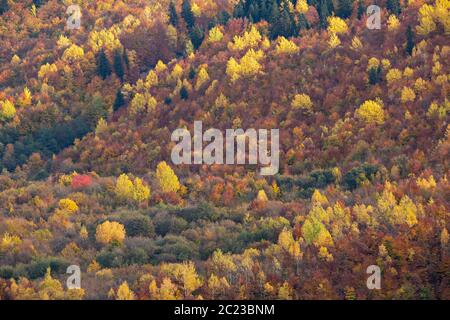 Herbstfarben im Kaukasus-Gebirge in Georgien, Kaukasus Stockfoto