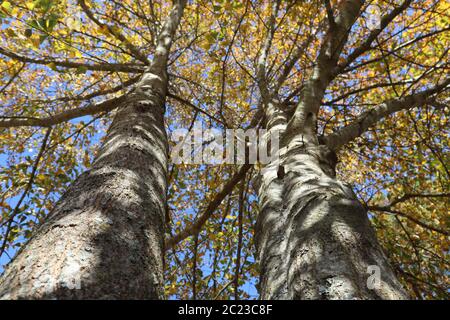 Ein perspektivischer Blick nach oben in zwei hoch aufragende Ahornbäume mit Blättern, die sich in der Herbstsaison golden färben Stockfoto