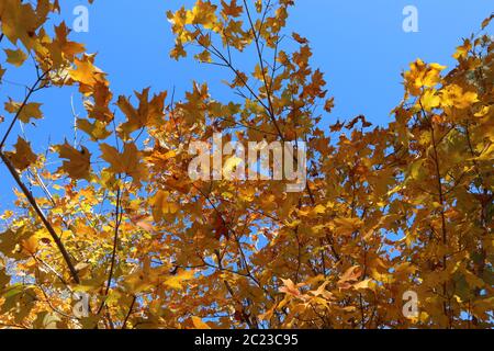 Leuchtend gelbe und orange Herbstblätter kontrastieren mit einem leuchtend blauen Herbsthimmel Stockfoto