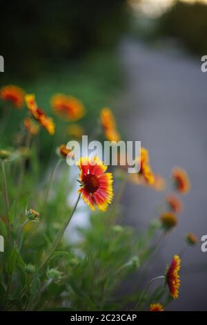 Am Sommerabend wachsen orangefarbene Blüten an der Straße Stockfoto
