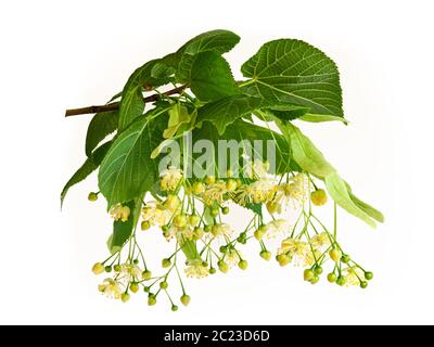 Frische Blumen und Blätter von Linde oder Linden isoliert auf weißem Hintergrund Stockfoto