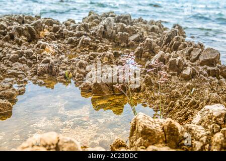 Schöner felsiger Strand mit einsamer Blume in Istrien, Kroatien Stockfoto