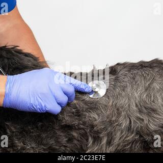Tierarzt in einer blauen Uniform bugs der Herzschlag eines Schwarzen flauschige Hund, Konzept für die Behandlung von Tieren in der Klinik Stockfoto