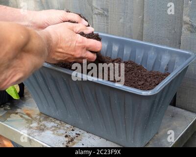 Hinzufügen von Join Innes No 3 Topfkompost in Behälter für den Anbau von Bio-Cos Salat in einem kleinen Raum Stockfoto