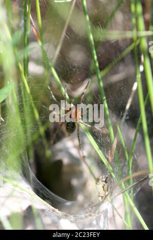 spinnentrichter Madingley Cambridge Stockfoto