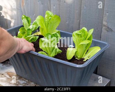 Festigende einzelnen Cos Salat Sämling in Topf Kompost in einem Behälter Stockfoto