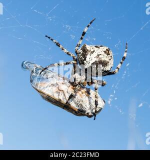 Europäische Gartenspinne, Araneus Diadematus oder Kreuzspinne mit Gebet im Spinnennetz. Stockfoto