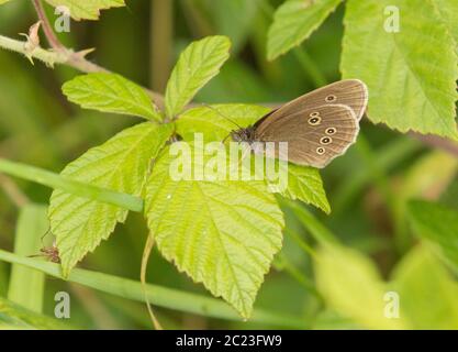 Ringlet Butterfly, auf einem Blatt in der britischen Landschaft thront Stockfoto