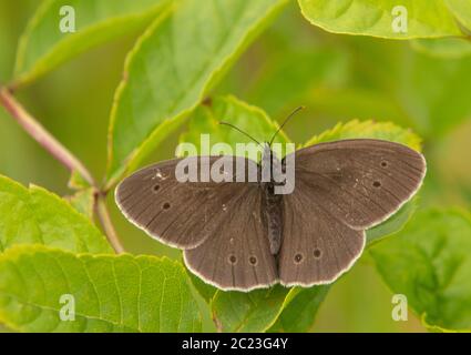 Ringlet Butterfly, auf einem Blatt in der britischen Landschaft thront Stockfoto