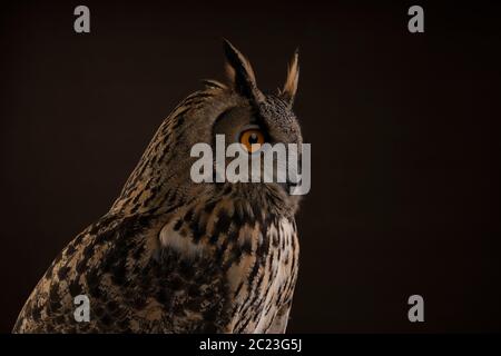 Ein Turkmenischer Adler Eule / Bubo Bubo Turcomanus Profil des Kopfes Studio mit braunem Hintergrund aufgenommen Stockfoto