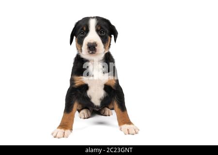 Porträt eines Appenzeller Berg Sennen Hund Welpen sitzen isoliert auf einem weißen Hintergrund Stockfoto