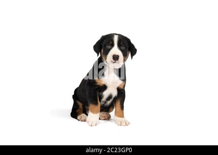 Porträt eines Appenzeller Berg Sennen Hund Welpen sitzen isoliert auf einem weißen Hintergrund Stockfoto