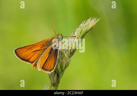 Kleiner Skipper Butterfly, Thymelicus sylvestris, auf Gras in der britischen Landschaft thront, Sommer 2020 Stockfoto