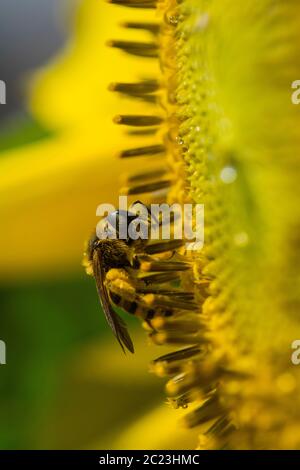 Sonnenblume im Sommer - mit Biene Stockfoto