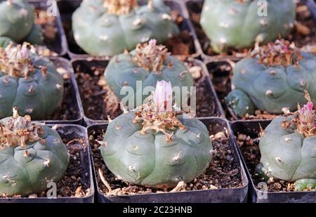 Quelle der Meskaurine Lophophora williamsii Stockfoto