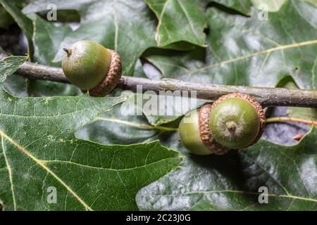 Eicheln auf Eiche Zweig im Herbst Stockfoto