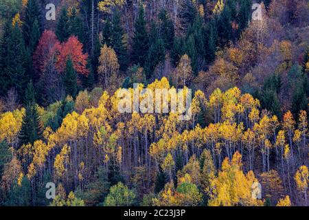 Herbstfarben in den Kaukasus-Bergen, Georgien Stockfoto