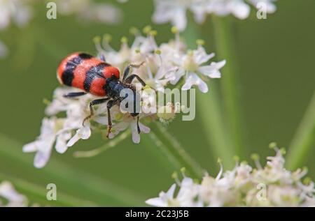 Makro des farbigen Käfers gewöhnlicher Bienenkäfer Trichodes apiarius Stockfoto