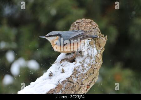 Eurasischer Kleiber auf der Suche nach Nahrung im Winter Stockfoto