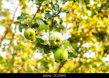 Reife Äpfel auf Baumzweig im Obstgarten bei Sonnenuntergang im Sommer mit verschwommenem Hintergrund Stockfoto
