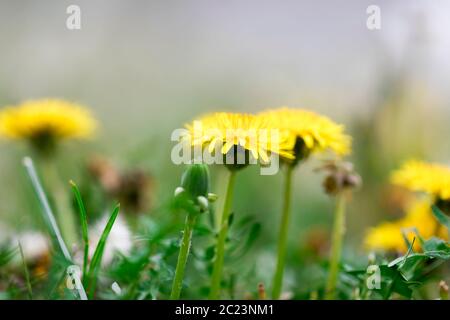 Gelbe Nelkenglüten blühen aus nächster Nähe Stockfoto