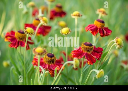 Nahaufnahme der helenium-Blumen Stockfoto
