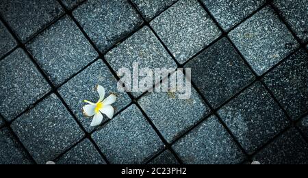 Blume verwelkt auf leeren schwarzen und grauen Beton Straße. Gestorben und Tod Hintergrund. Blick von oben auf die verdorrte Plumeria flower auf unebenem Boden. Ende der Lebensdauer. Fa Stockfoto