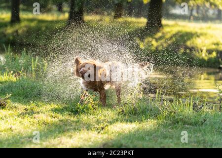 Ein Hund aus Nova Scotia Duck toller schüttelt nach dem Schwimmen sein Fell in der Sonne Stockfoto