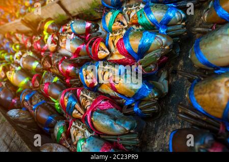 Scylla serrata. Frische Krabben werden mit bunten Plastikseilen gebunden und in einer ordentlichen Reihe auf dem Fischmarkt in Thailand angeordnet. Rohstoffe für seaf Stockfoto