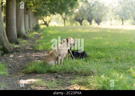 Ein gelber labrador Hund sitzt auf einem Feld und wartet auf seine Jagd Herausforderung Stockfoto