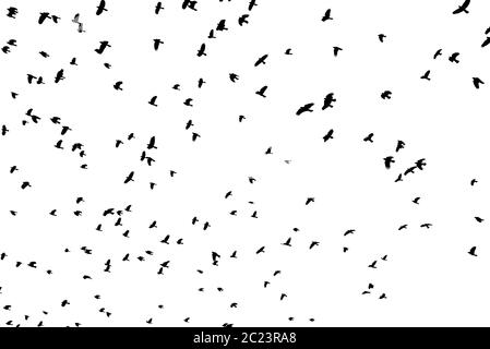 Große Herde von schwarzer Vogel Formen gegen den weißen Hintergrund silhouetted fliegen. Stockfoto