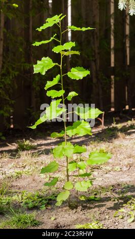Dünne baum Pflanze mit Blättern sprießen aus dem Boden in der Nähe von Zaun im Schatten. Stockfoto