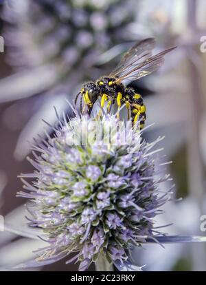 Reich verzierte tailed digger Wasp' Cerceris rybiensis' Stockfoto