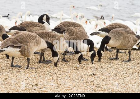 Herde kanadischer Gänse, die am Ufer eines Sees mit Schwanen im Hintergrund auf Nahrungssuche gehen Stockfoto