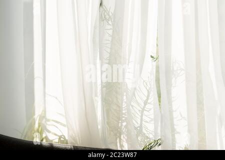 Die Morgensonne scheint durch den Vorhang. Spiegelung von Pflanzen auf der Fensterleiste Stockfoto