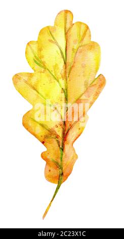 Aquarell herbst Eichenlaub. Eine gelbe Blatt mit Orange, Grün, Braun, Ocker, rot Tropfen und Spritzer der Farbe. Isoliertes Objekt auf weißem Hintergrund. El Stockfoto
