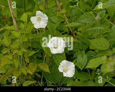 Helle weiße Hecke Bindenweed Blumen und grüne Blätter - Calystegia sepium Stockfoto