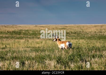 Pronghorn-Antilope in der Prärieung von Kanada Stockfoto