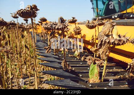 Feldhäcksler. Ernte von Sonnenblumen Sonnenblumen in einem Feld durch einen Mähdrescher Stockfoto