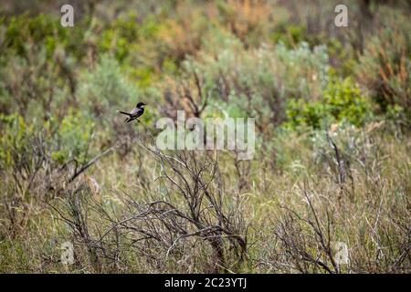 Eine Schwalbe im Badland von Kanada Stockfoto