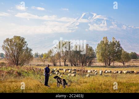 Armenischer Hirte, sein Hund und Schafherde mit dem Berg Ararat im Hintergrund, in der Nähe von Jerewan, Armenien Stockfoto