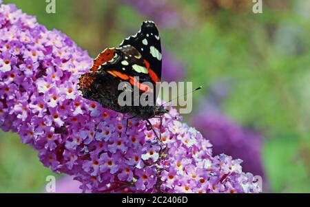 Thistle-Falten Vanessa cardui auf Sommerflugzeug Buddleja Stockfoto