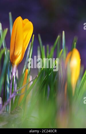 Gelbe Krokusse im Frühling Garten Stockfoto