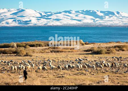 Schafherde mit dem Sevan See im Hintergrund in Armenien Stockfoto