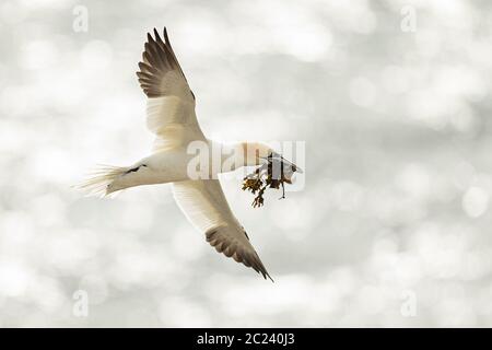 Ein nördlicher Gannet (Morus bassanus), der mit Nistmaterial herumfliegt, Great Saltee Island, Irland Stockfoto